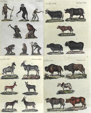 4 x kolor. Kupferstiche " Vierfüßige Thiere/Quadrupedes" um 1800