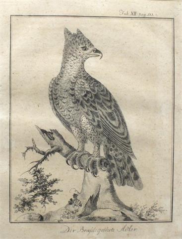 Kupferstich "Der Brasil: geöhrte Adler", Tab XII, Pag 113