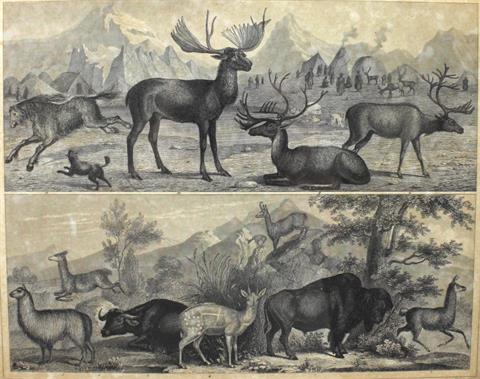 Stahlstich, Henry Winkles (1801-1860), Tierfiguren, 19.Jh.,