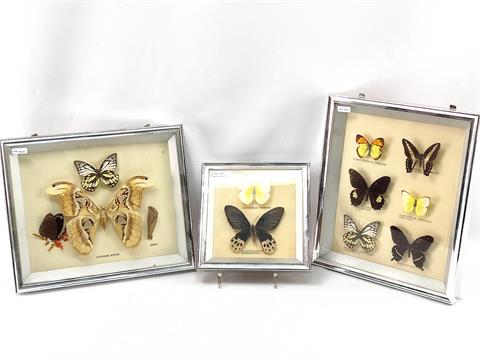 3 Schaukästen,  Präparate exotischer Schmetterlinge, u.a. Attacus atlas